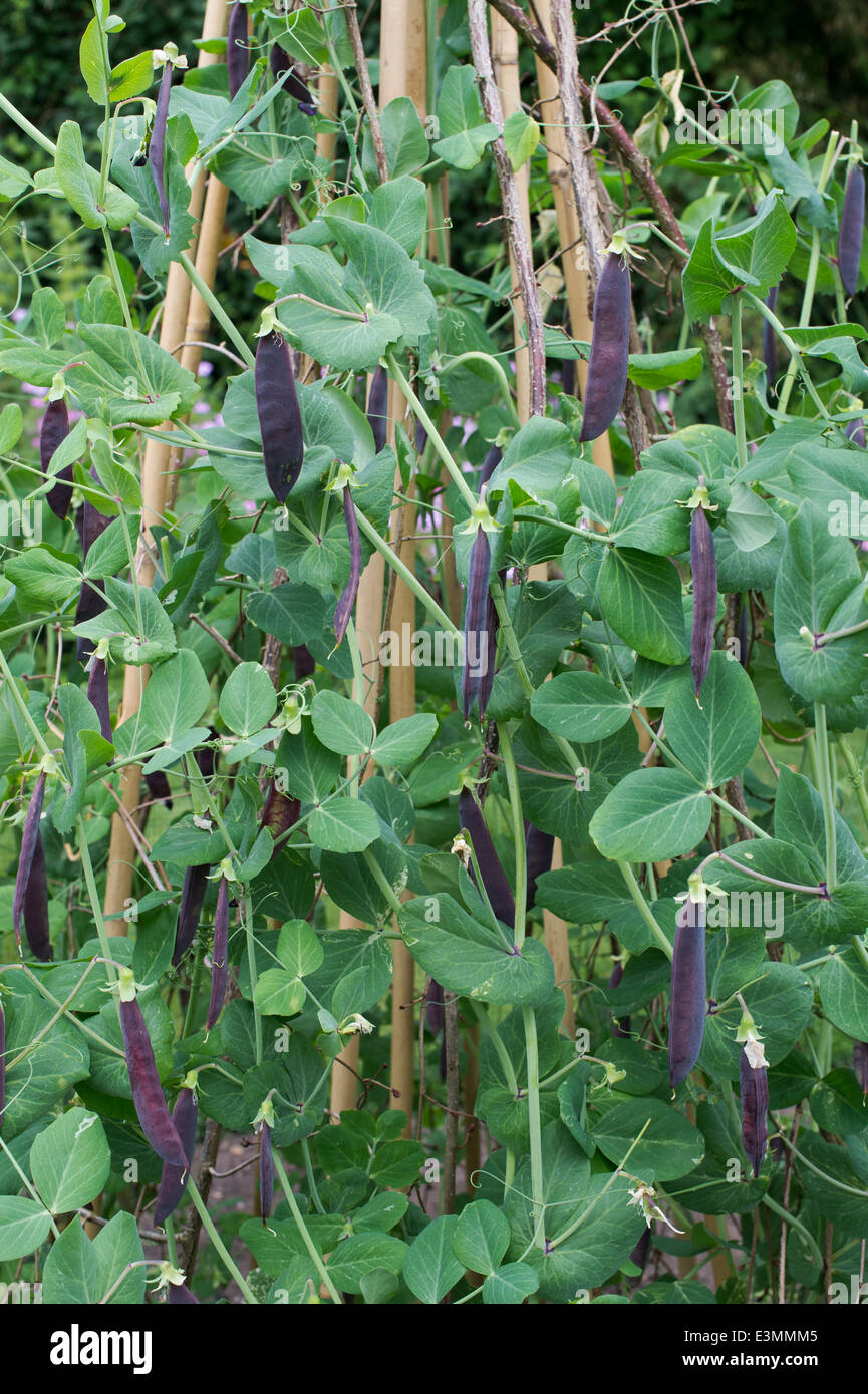 Pisum, sativum. Purple Podded Pea 'Blackdown Blue' in a vegetable garden Stock Photo