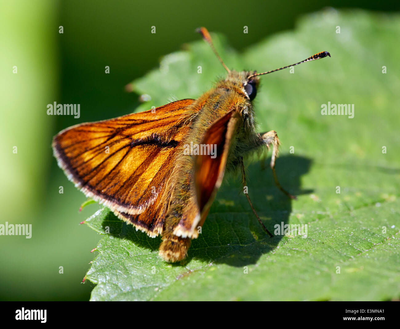 Large Skipper butterfly. Bookham Common, Surrey, England. Stock Photo