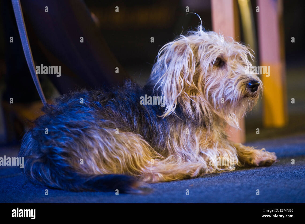 Katharine Hamnett's dog taking part in 'Just Fashion' event at Hay Festival 2014 Stock Photo