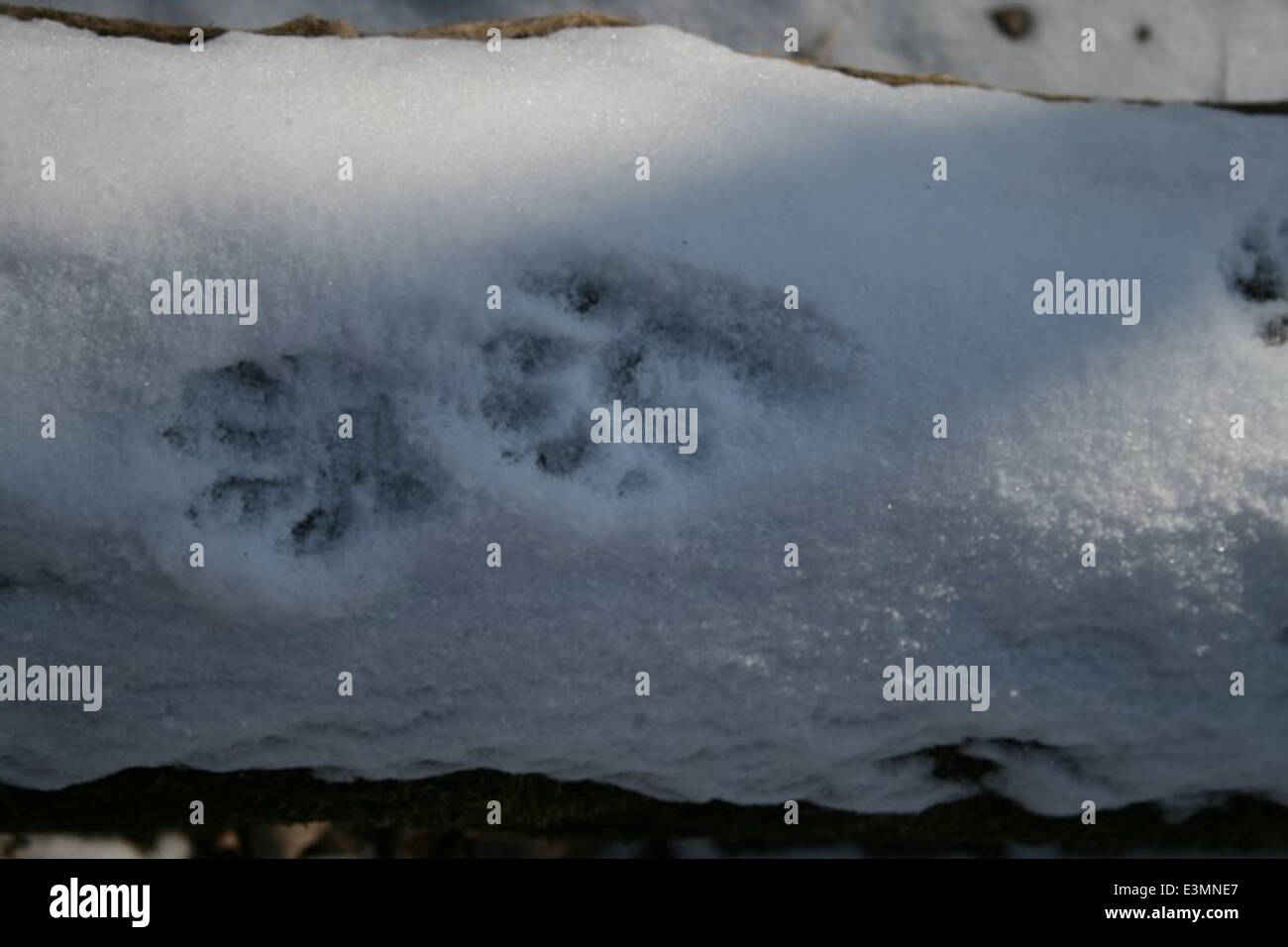 raccoon tracks Stock Photo - Alamy