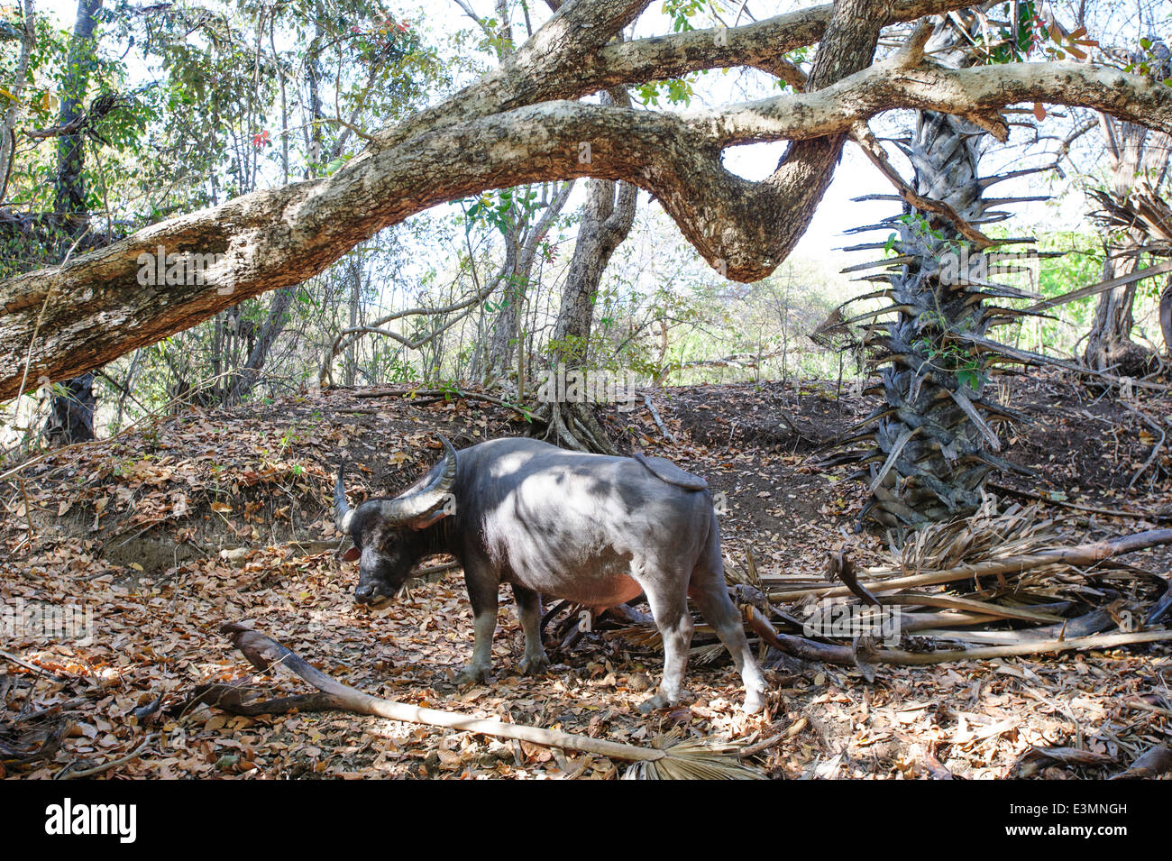 A water buffalo from the island of Rinca, Komodo National Park Indonesia Stock Photo Alamy