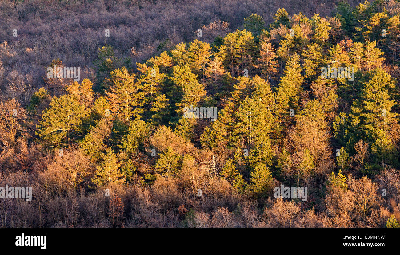 Beautiful forest in the sunset light Stock Photo - Alamy