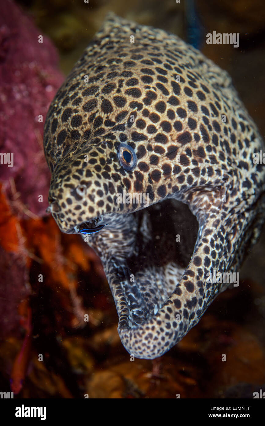 A open mouth Moray eel while getting cleaned by cleaner wrasse Stock