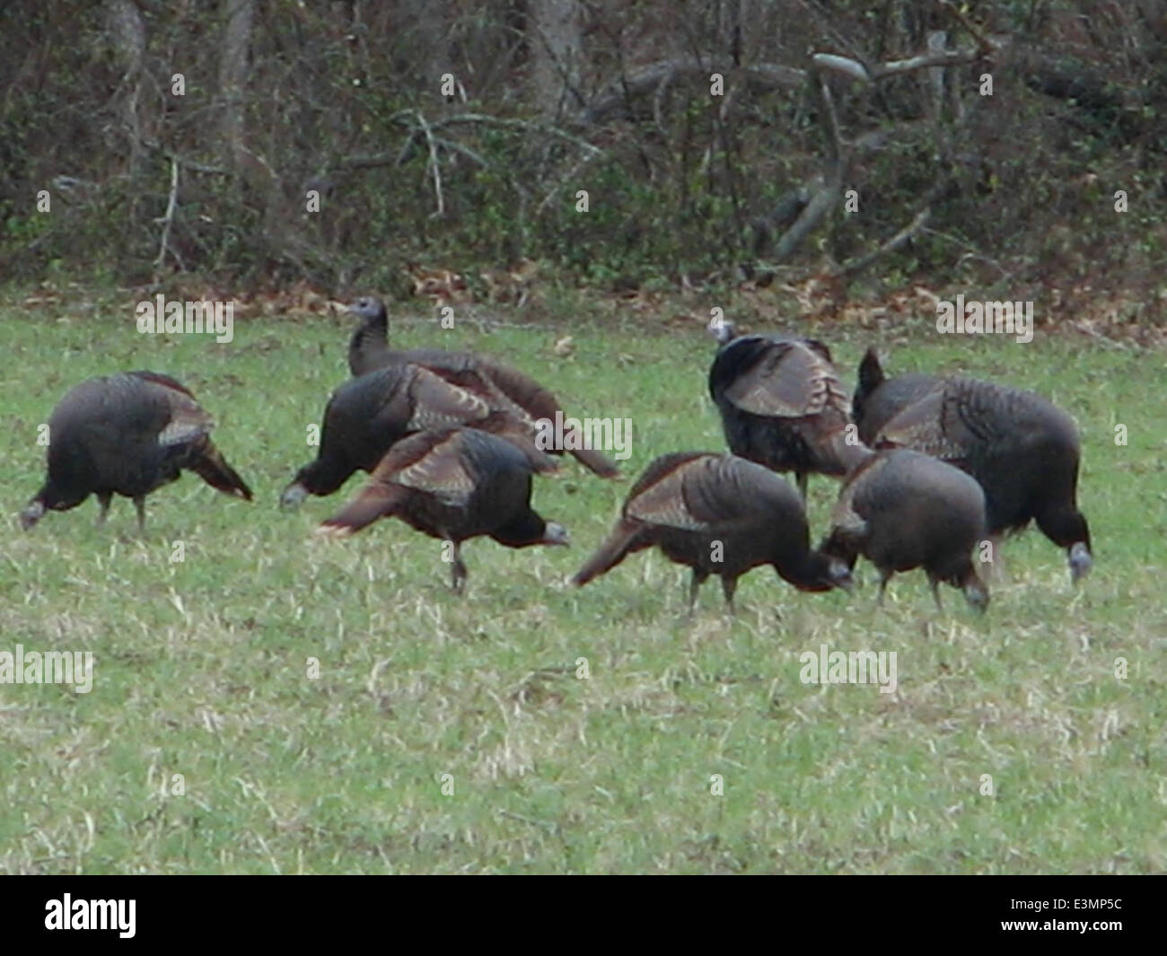 Turkeys Roaming Wild turkeys roam freely in the Crab Orchard National Wildlife Refuge ...