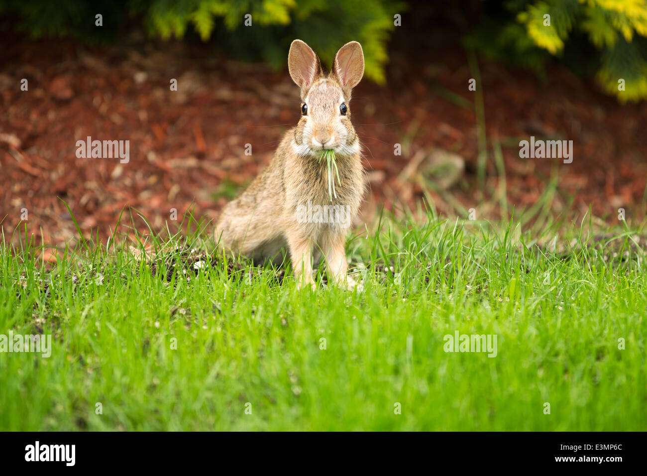 Rabbit eating grass hires stock photography and images Alamy