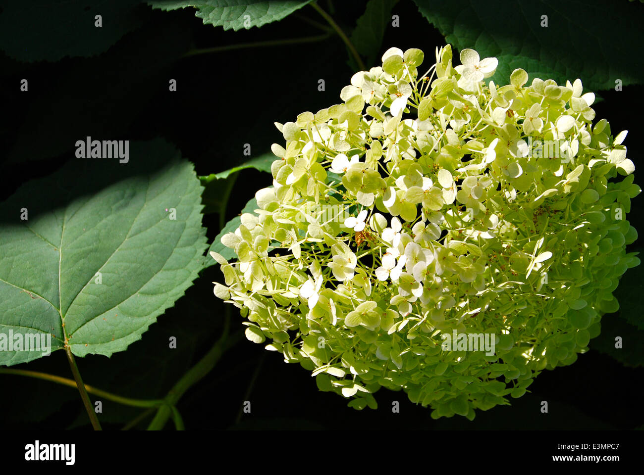 White hydrangea flower hi-res stock photography and images - Alamy