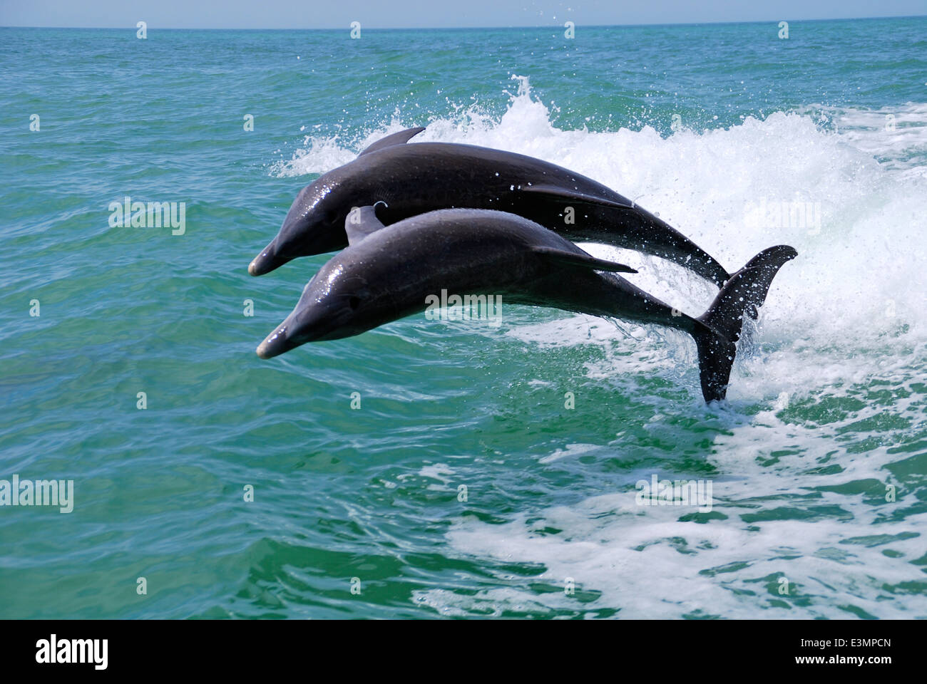 Two dolphins jumping in the Gulf of Mexico. Stock Photo