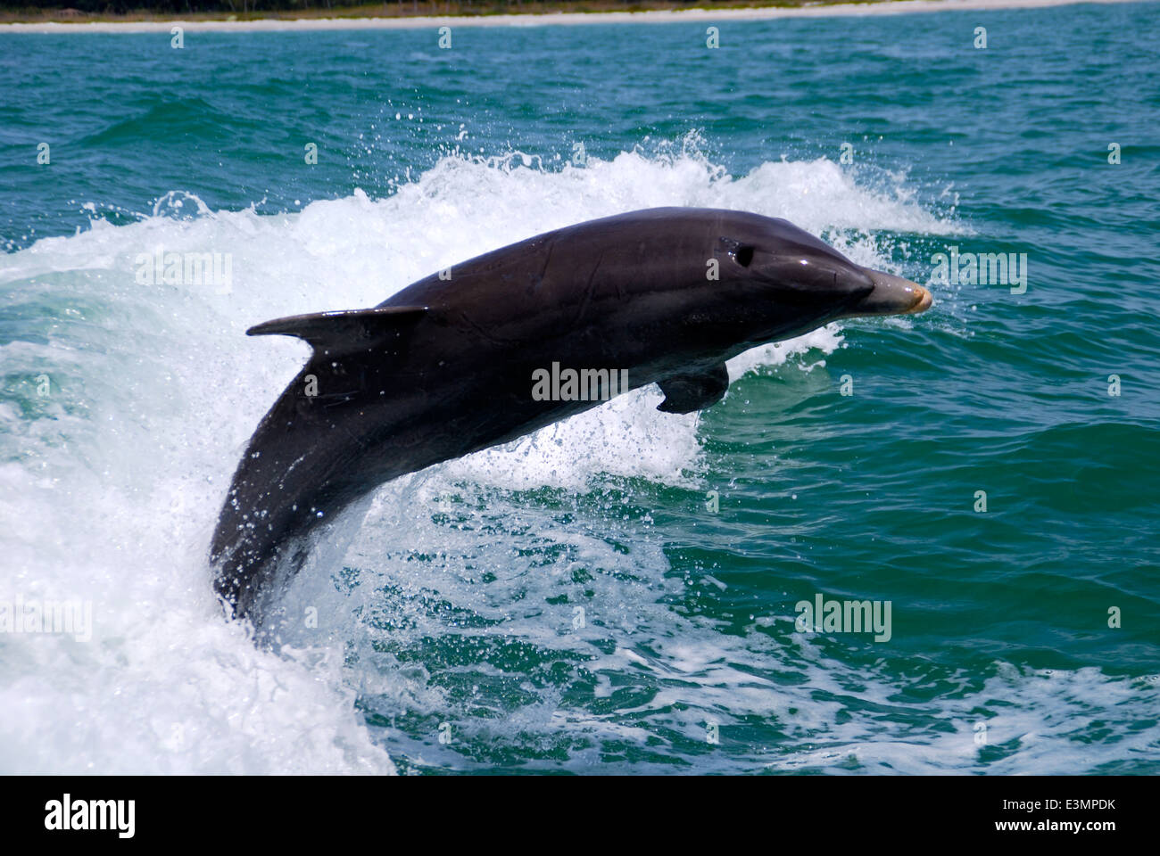 Dolphin jumping in Florida in the Gulf of Mexico. Stock Photo