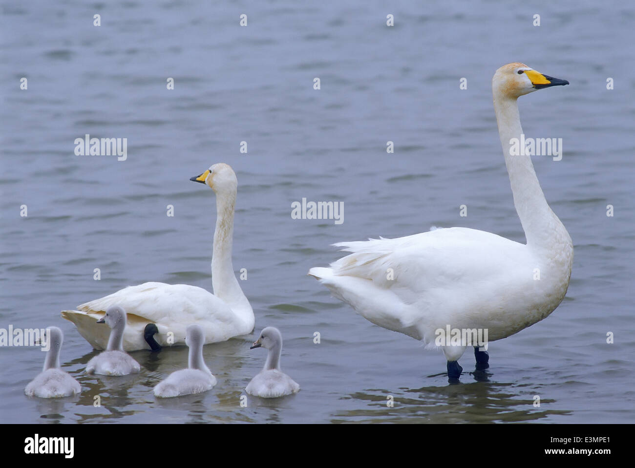 Swans with their young- cygnets, Iceland Stock Photo