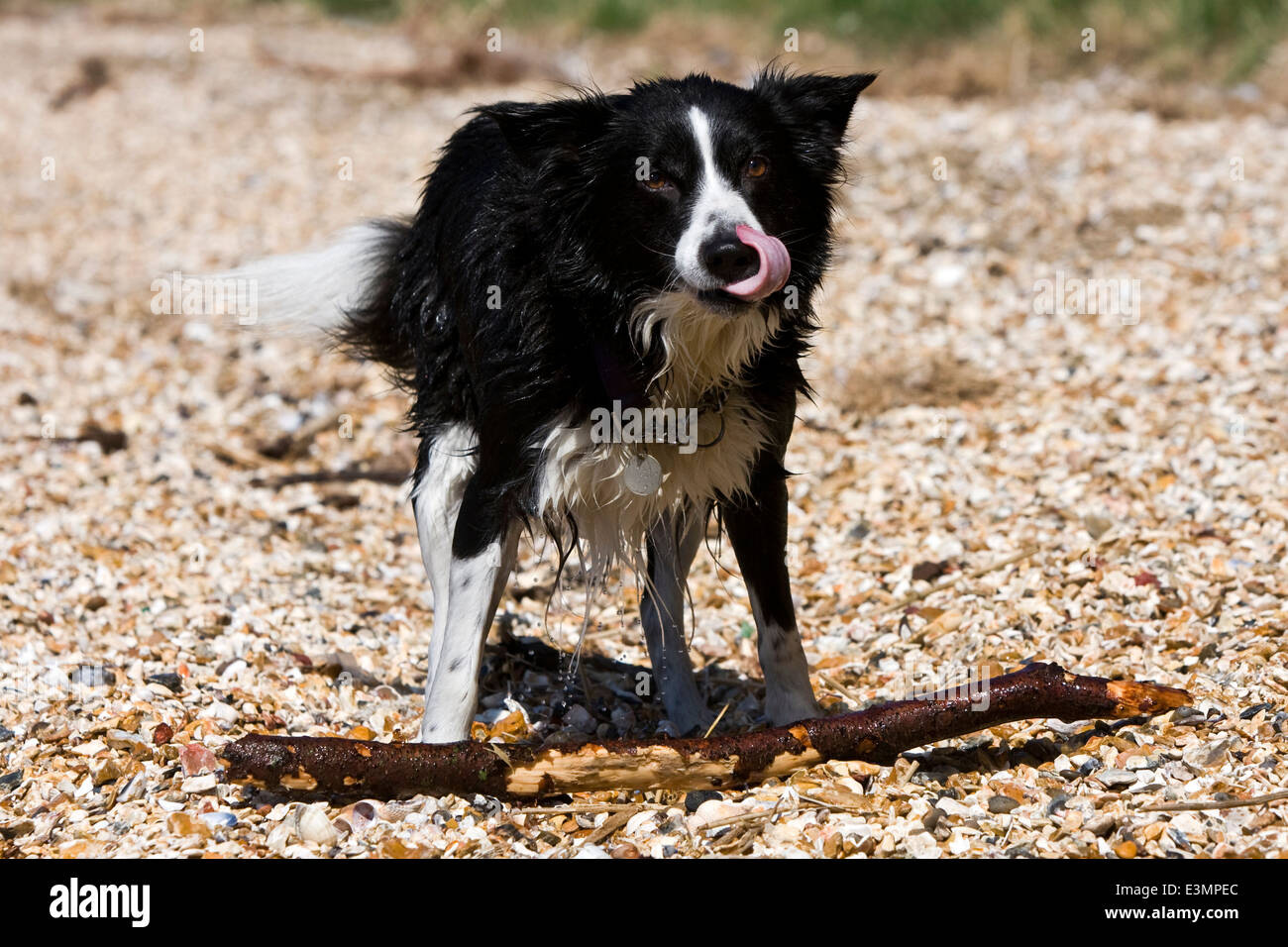 A wet Border Collie dog fetches a stick from out of the water Stock Photo