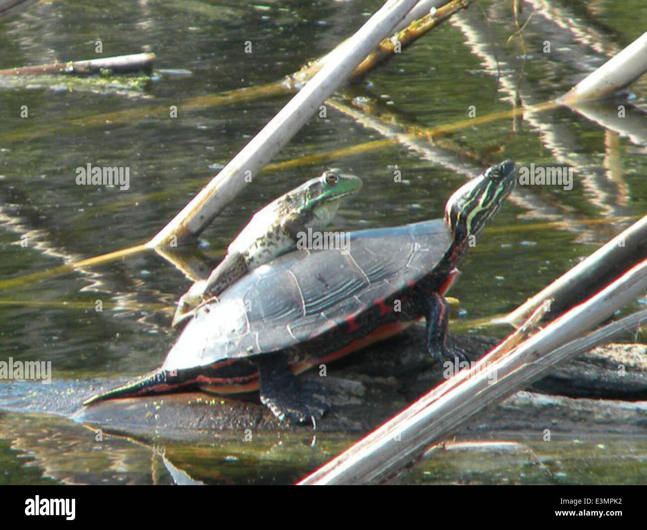 Frog and Turtle Stock Photo - Alamy