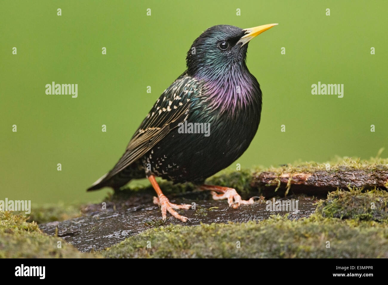 European starling (Sturnus vulgaris) adult in breeding plumage standing on ground in forest, Hortobagy, Hungary Stock Photo