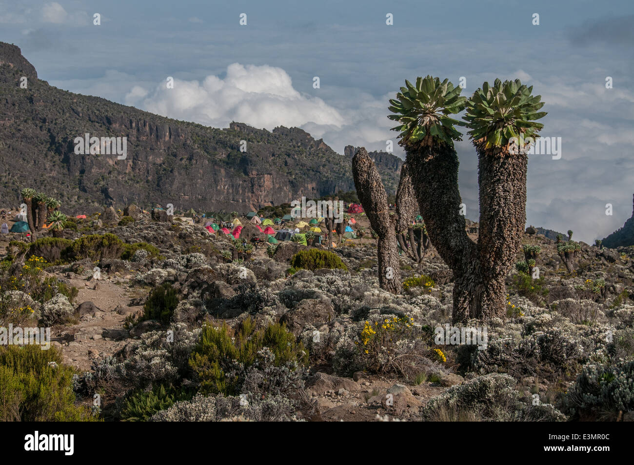 The Barranco campsite on Kilimanjaro with some large Senecio trees on the right Stock Photo