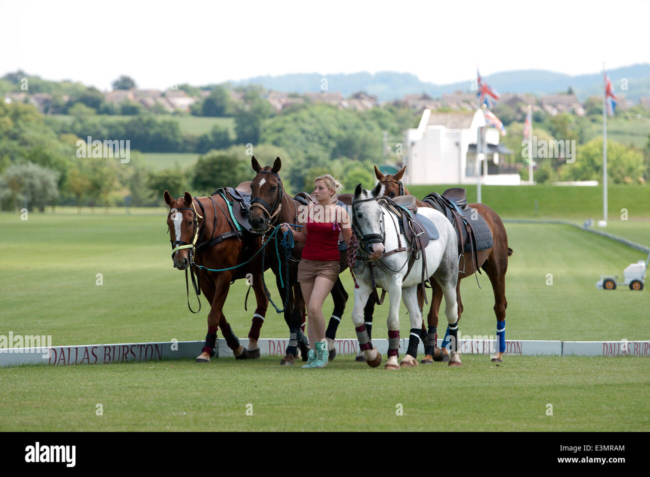 Young woman leading polo ponies Stock Photo