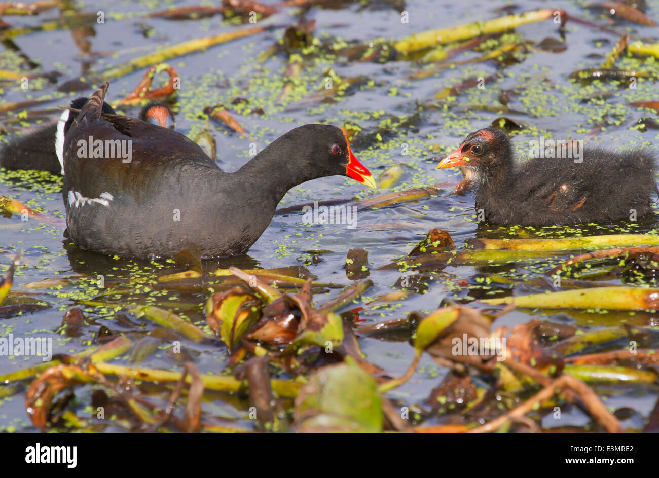 Common Gallinule (Gallinula galeata) with a chick. Stock Photo