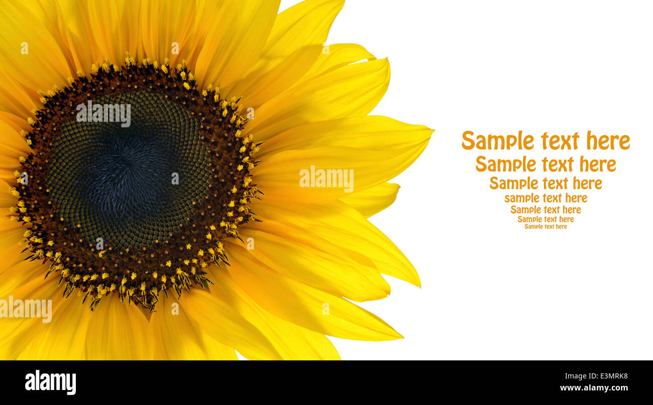 Sunflower and text space on the white background Stock Photo