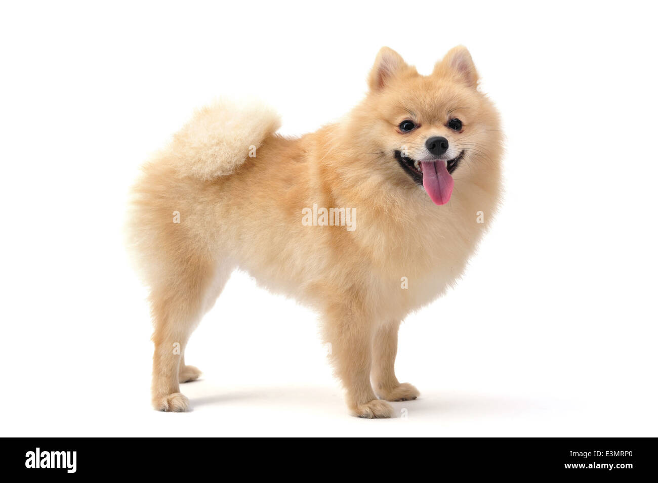 Pomeranian isolated on white Stock Photo