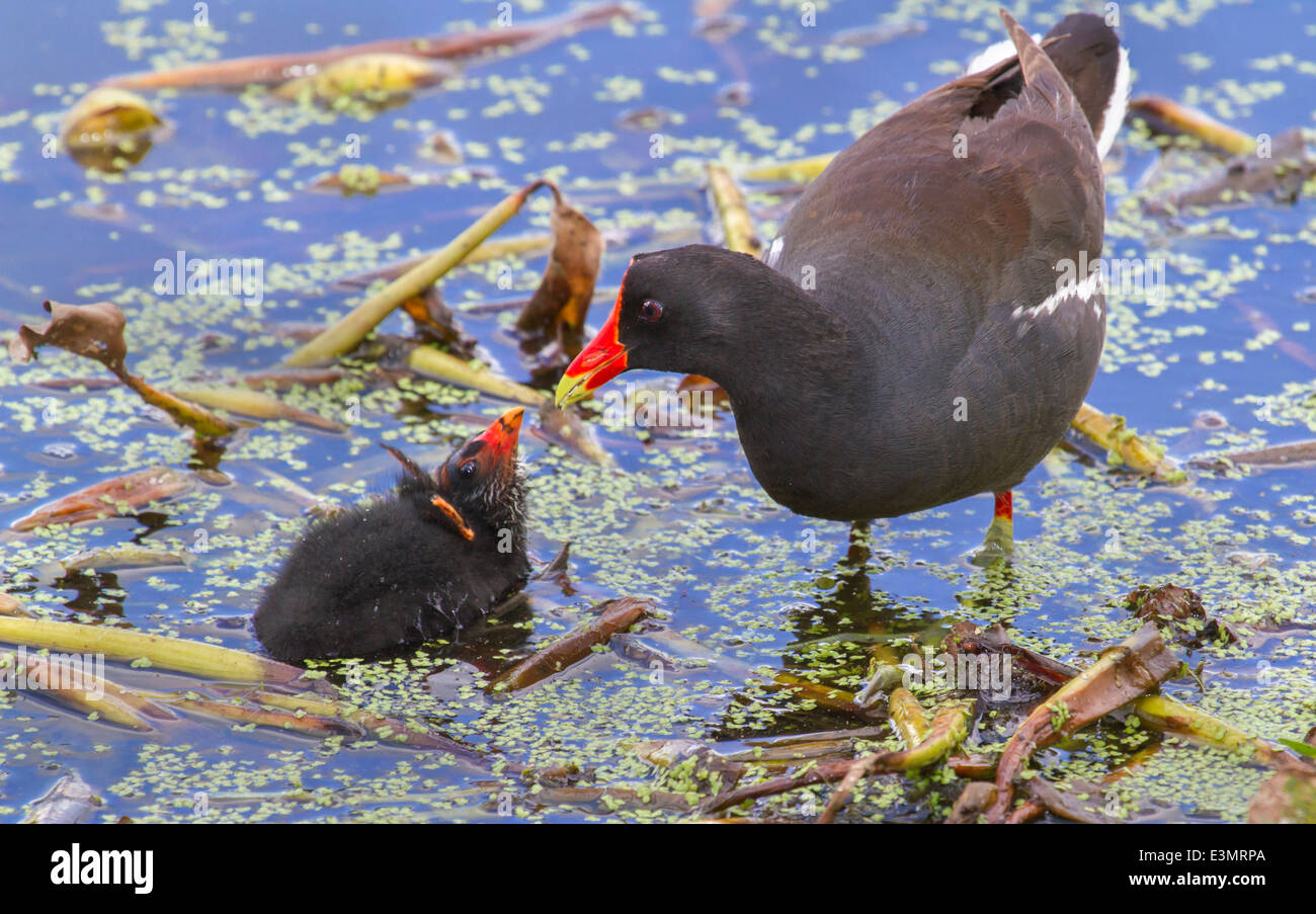Common Gallinule (Gallinula galeata) with a chick. Stock Photo