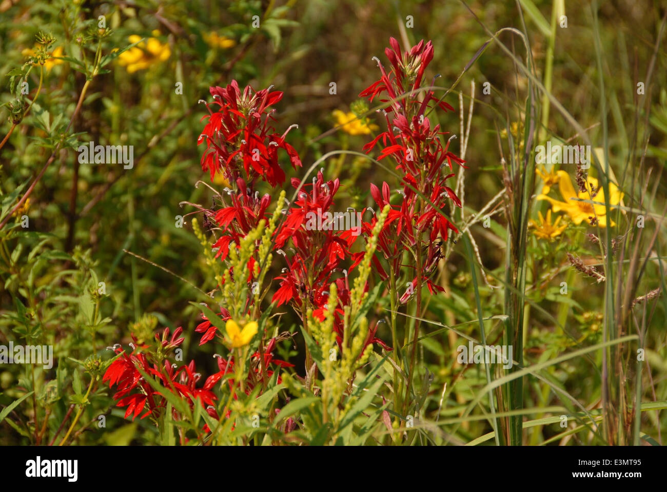 Patoka wildlife refuge hi-res stock photography and images - Alamy