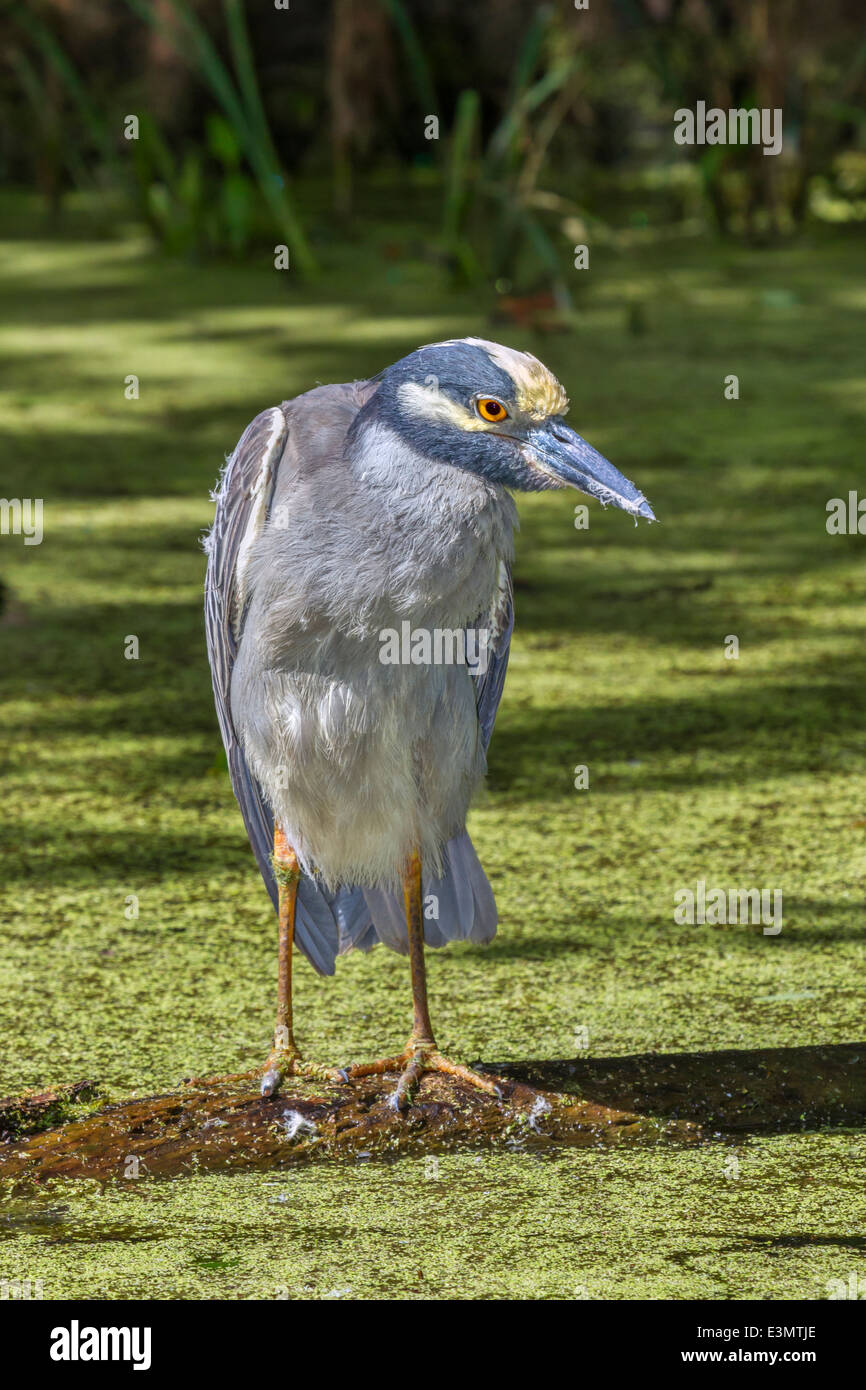 Yellow-crowned Night Heron (Nyctanassa violacea) in a swamp. Stock Photo