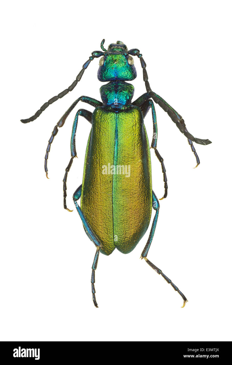 Coleoptera; Meloidae; Lytta vesicatoria; Linnaeus 1758; Spanish fly; Stock Photo