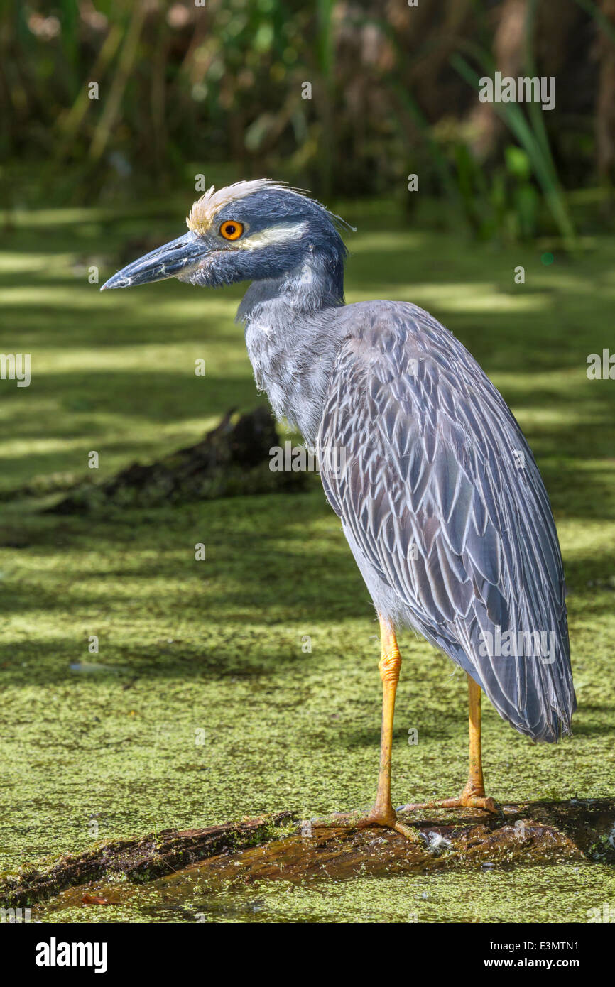Yellow-crowned Night Heron (Nyctanassa violacea) in a swamp. Stock Photo