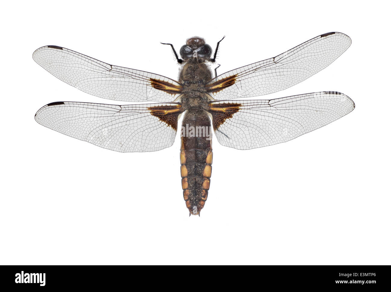 Odonata; Libellulidae; Libellula depressa; Linnaeus 1758; Broad-bodled Chaser; Lenght: 65 mm Stock Photo