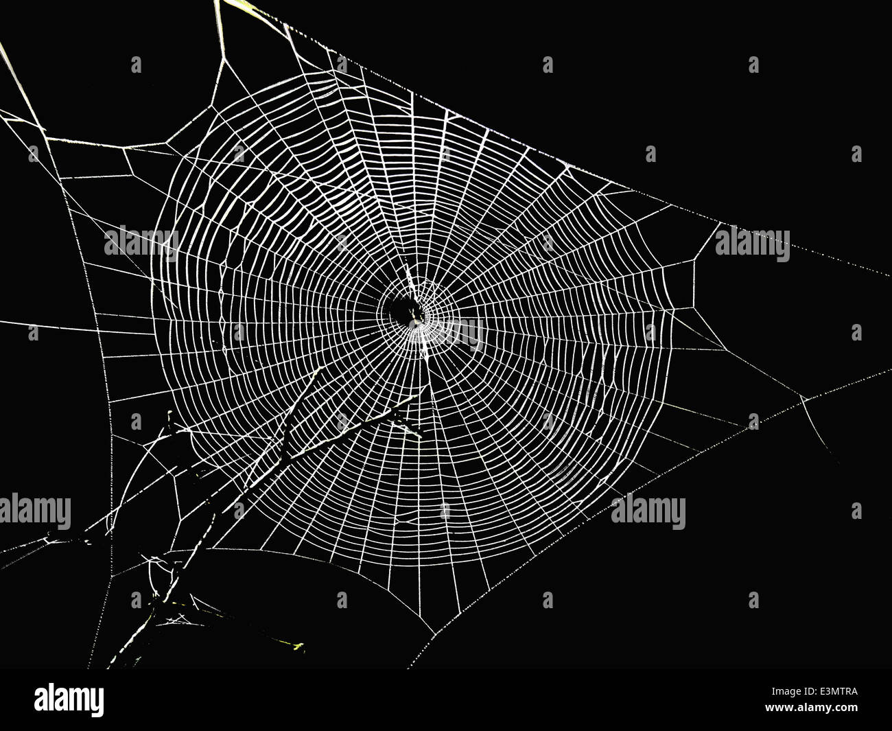 isolated big spiderweb with black background Stock Photo