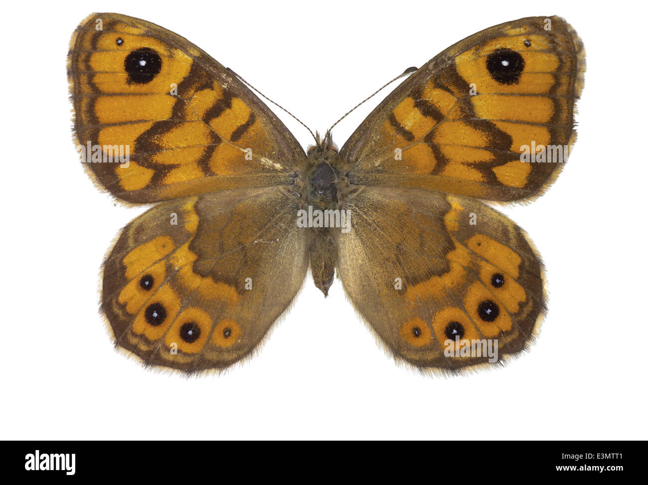 Lepidoptera; Nymphalidae; Lasiommata megera; Linnaeus 1767; Wall Brown ...