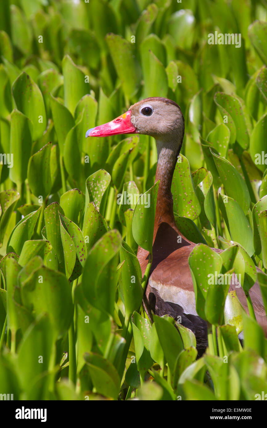 Black-bellied whistling duck (Dendrocygna autumnalis) in the water weeds. Brazos Bend State Park, Needville, Texas, USA. Stock Photo