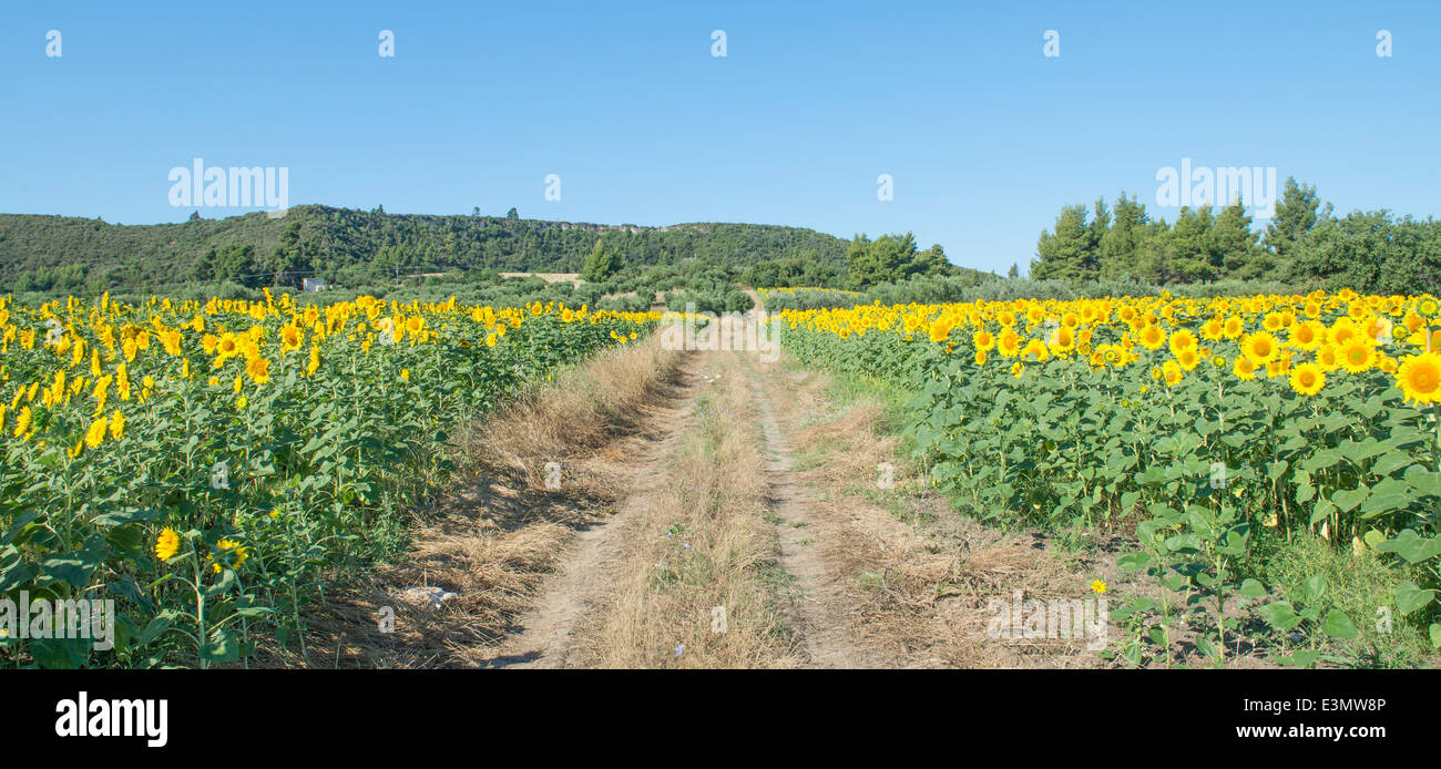 beautiful yellow Sunflowers in a field Stock Photo - Alamy
