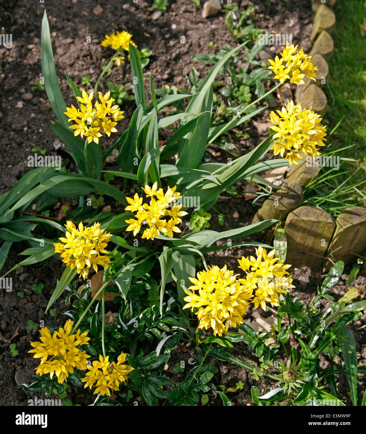 Dwarf Allium yellow Worcester Worcestershire England UK Stock Photo
