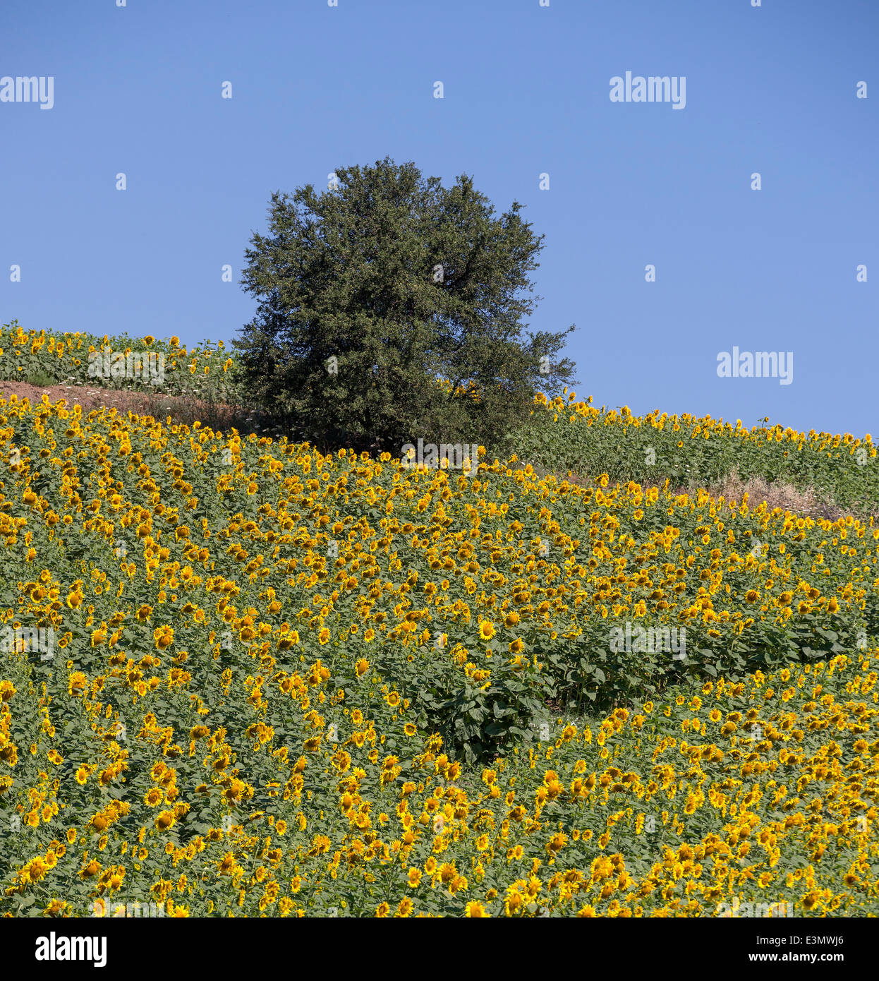beautiful yellow Sunflowers in a field Stock Photo - Alamy