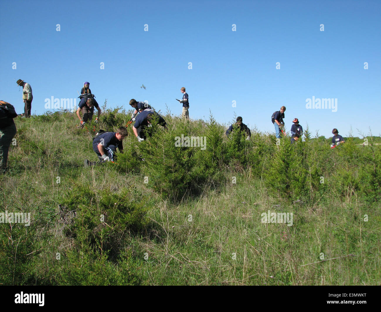 Boy Scouts in Minnesota are helping remove invasive species, such as ...