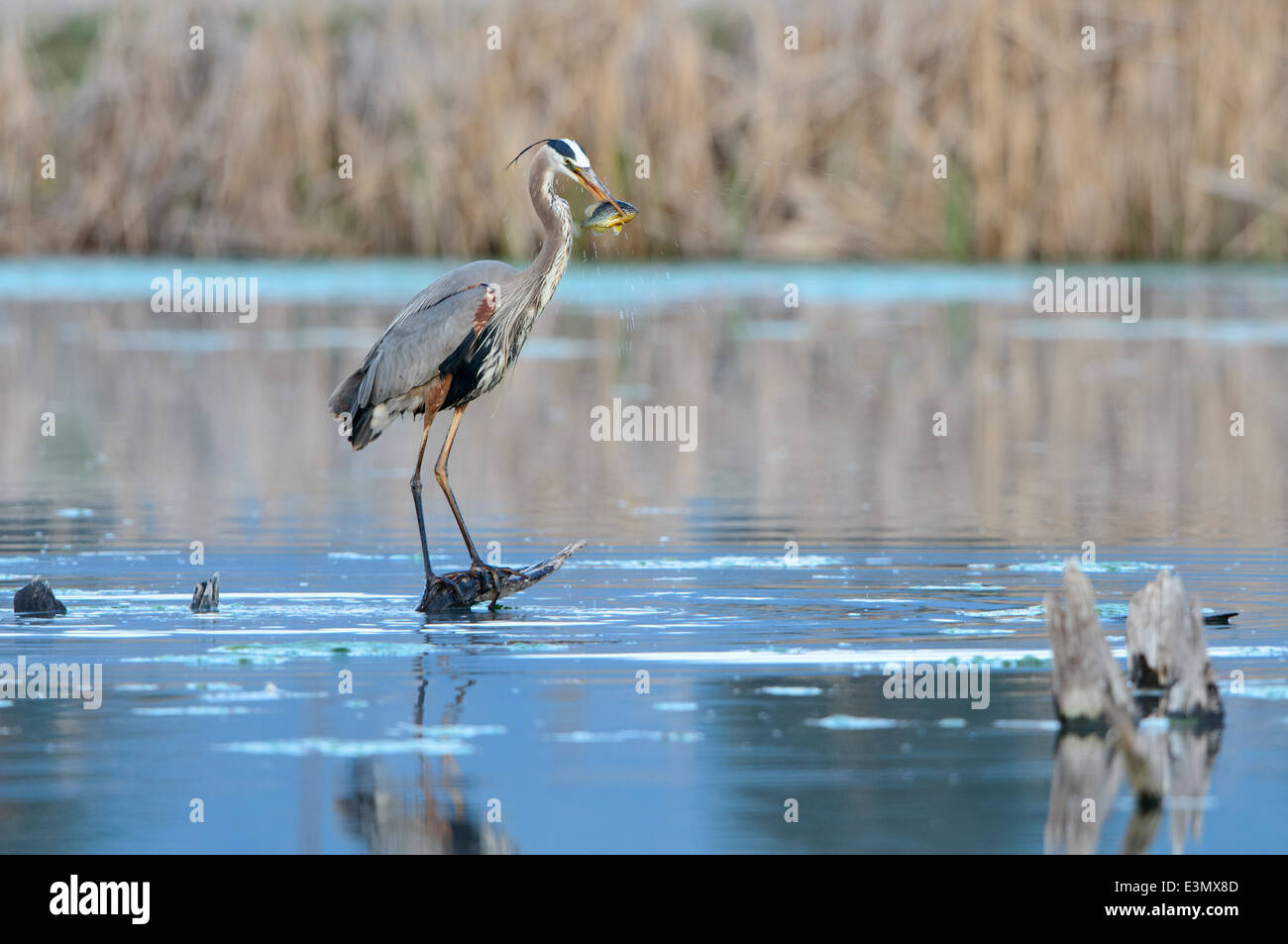 Great Blue Heron, Lee Metcalf Naitonal Wildlife Refuge, Montana Stock Photo