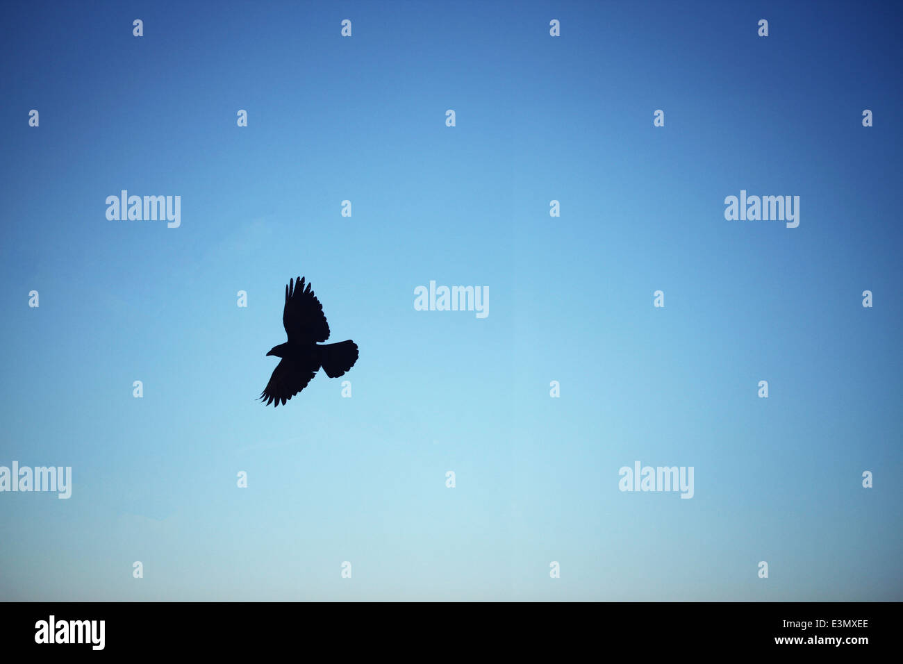 A bird flying in pure blue sky Stock Photo