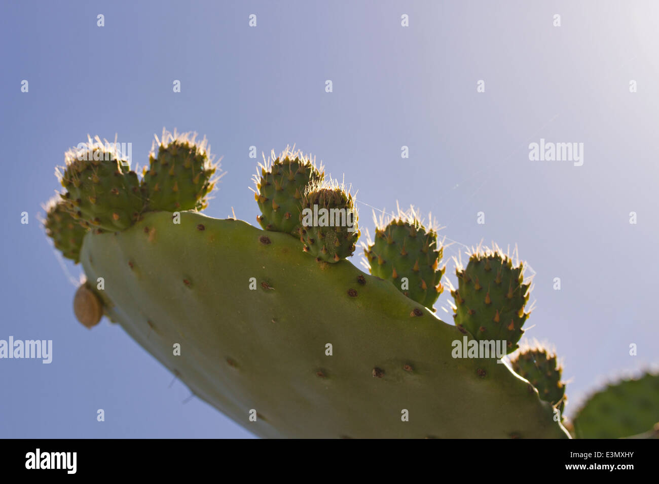 Close up of prickly pear cactus in Mykonos,Greece Stock Photo - Alamy