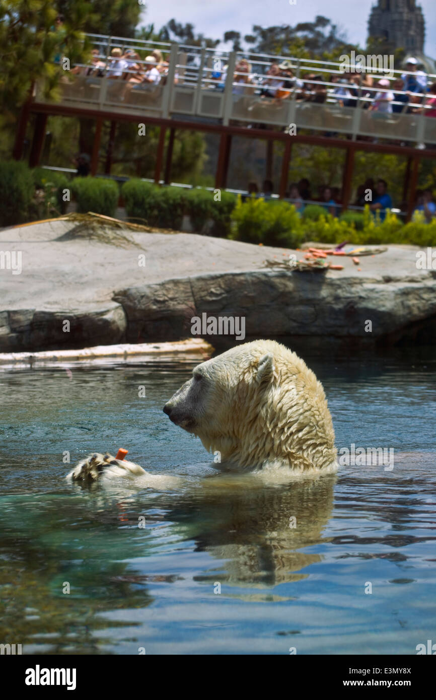 A POLAR BEAR (Ursus maritimus) in a pool at the SAN DIEGO ZOO - CALIFORNIA Stock Photo