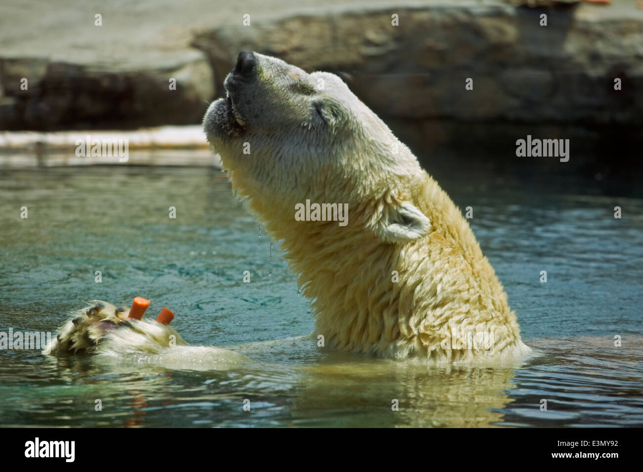 A POLAR BEAR (Ursus maritimus) in a pool at the SAN DIEGO ZOO - CALIFORNIA Stock Photo