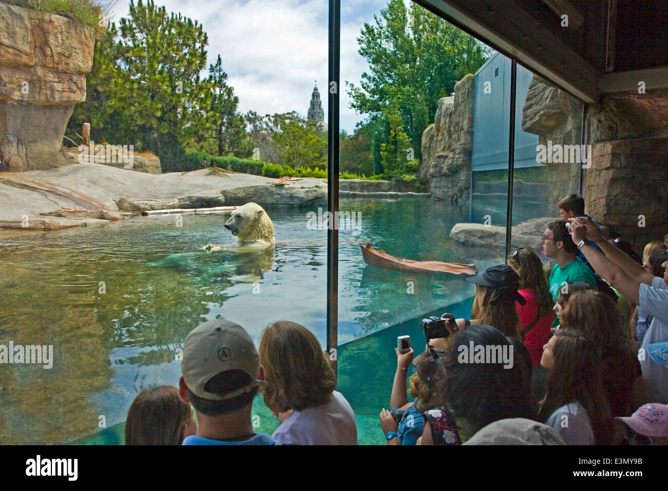 A POLAR BEAR (Ursus maritimus) in a pool is a real crowd pleaser at the SAN DIEGO ZOO - CALIFORNIA Stock Photo