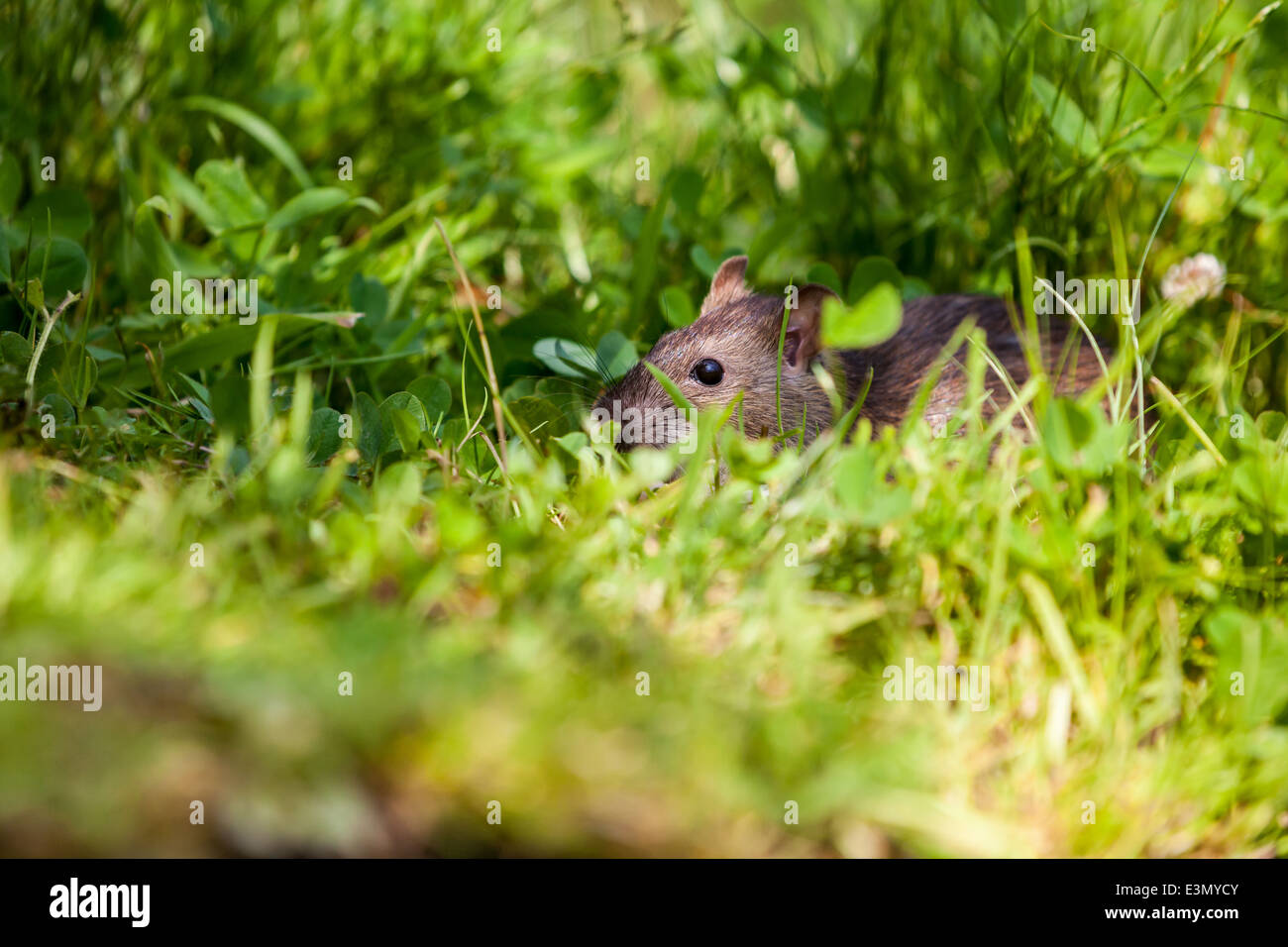 an rat eating in the grass of the park Stock Photo Alamy