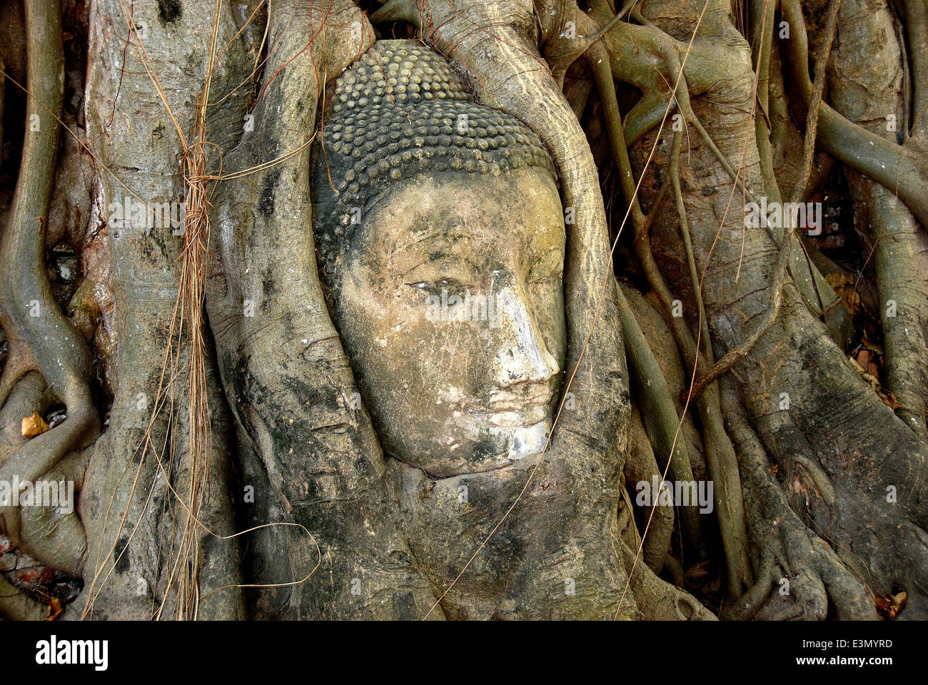 Ayutthaya, Thailand: Buddha face entangled by tree roots at Wat Mahathat Stock Photo