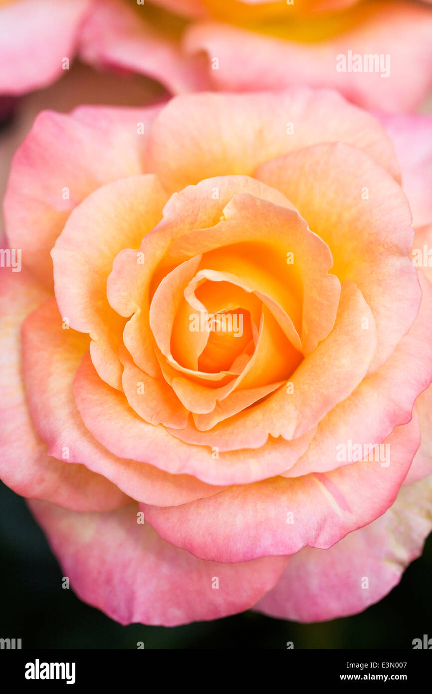 Rosa 'Britannia Frycalm'. Hybrid tea rose. Stock Photo