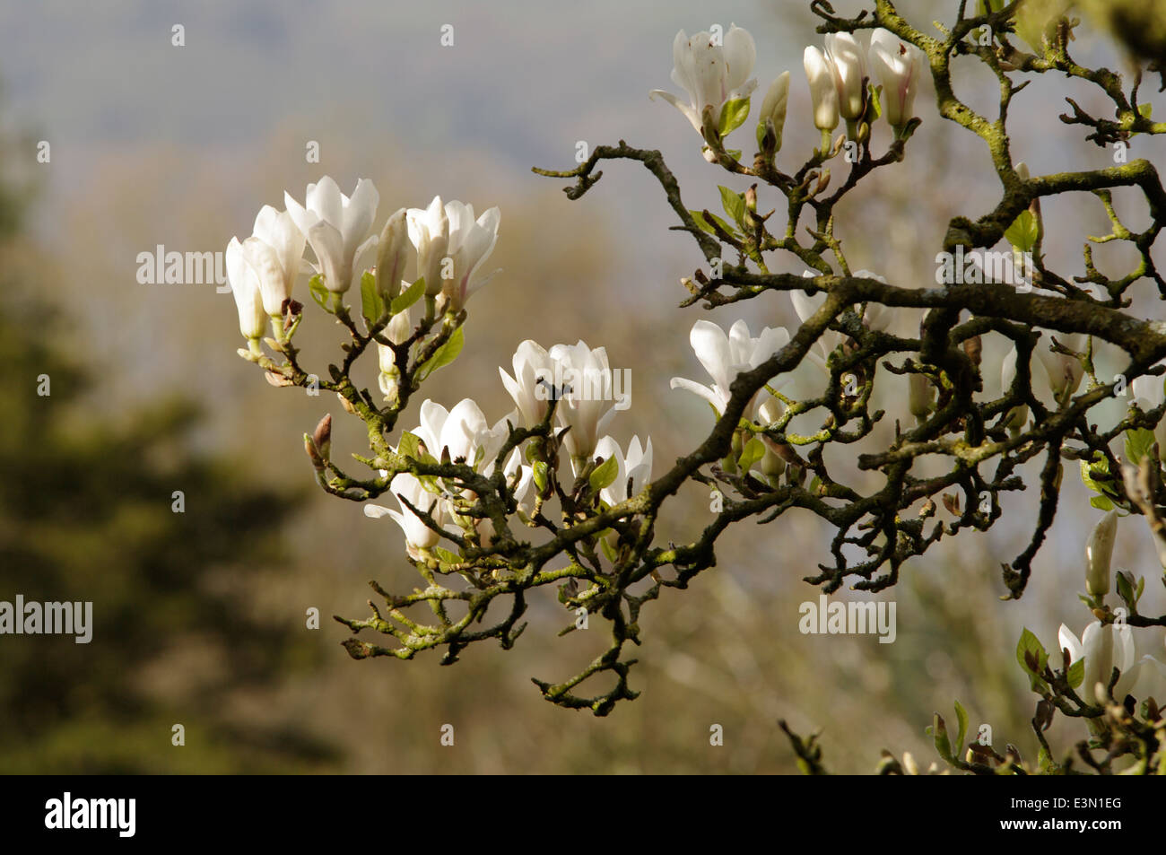 Magnolia soulangeana alba hi-res stock photography and images - Alamy