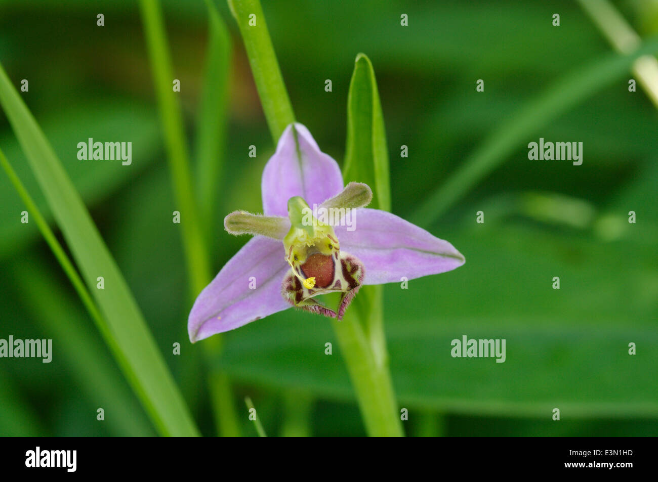 A bee orchid -  Ophrys apifera Stock Photo