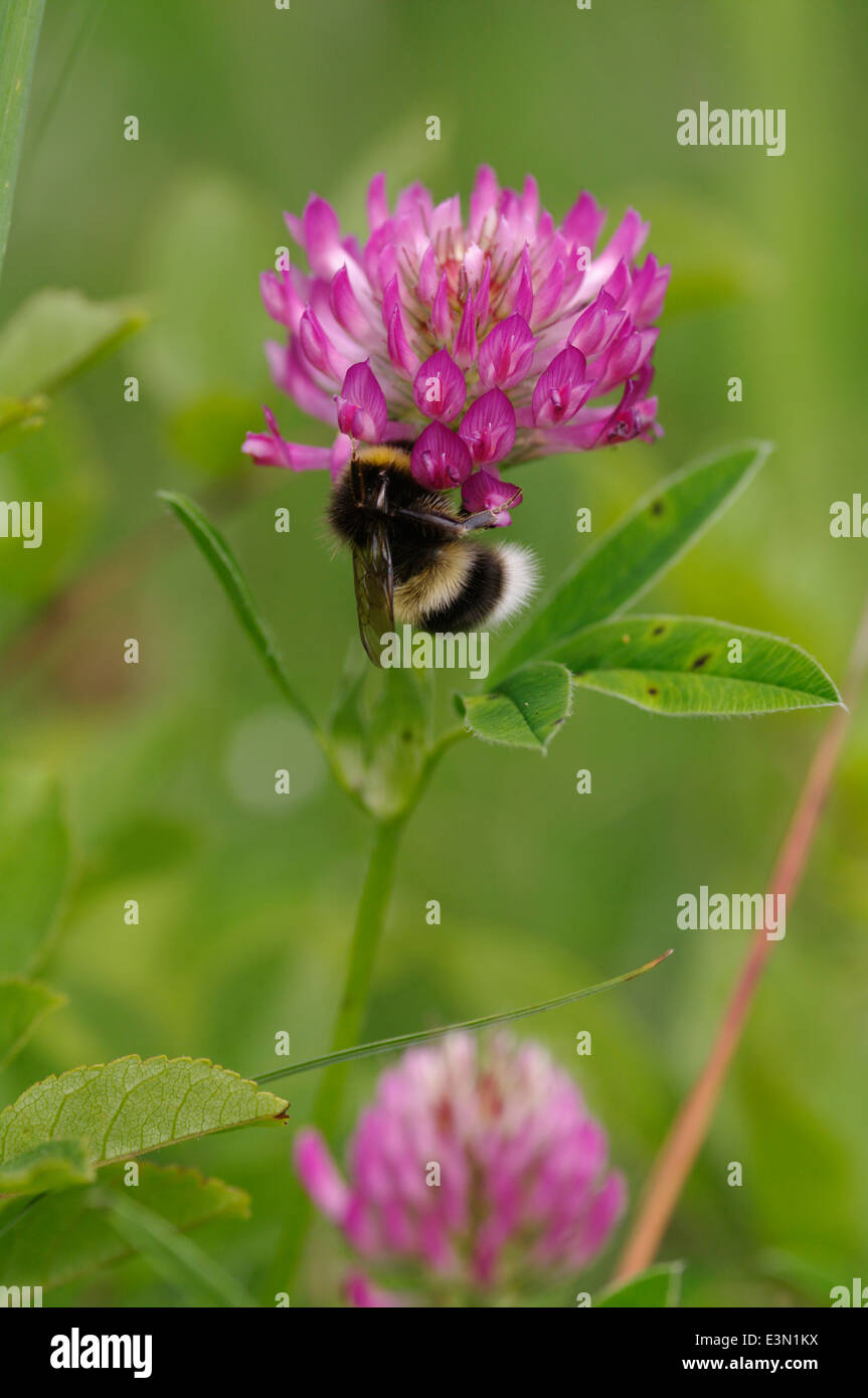 Red clover - Trifolium pratense with white tailed bumblebee - Bombus lucorum Stock Photo