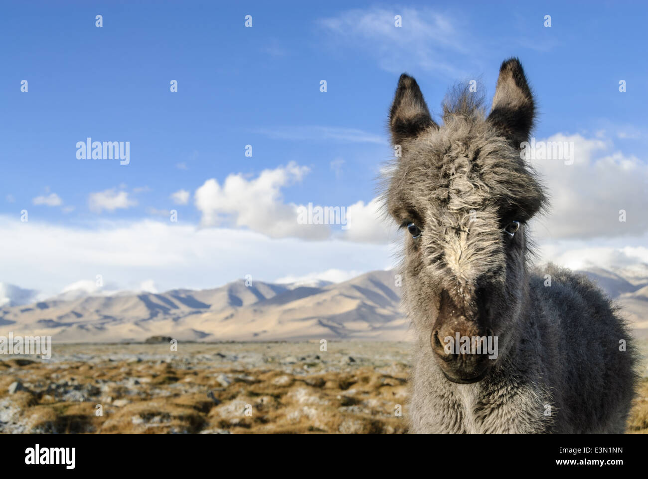 Donkey near Karakul lake, Pamir highway, Tajikistan, Asia Stock Photo