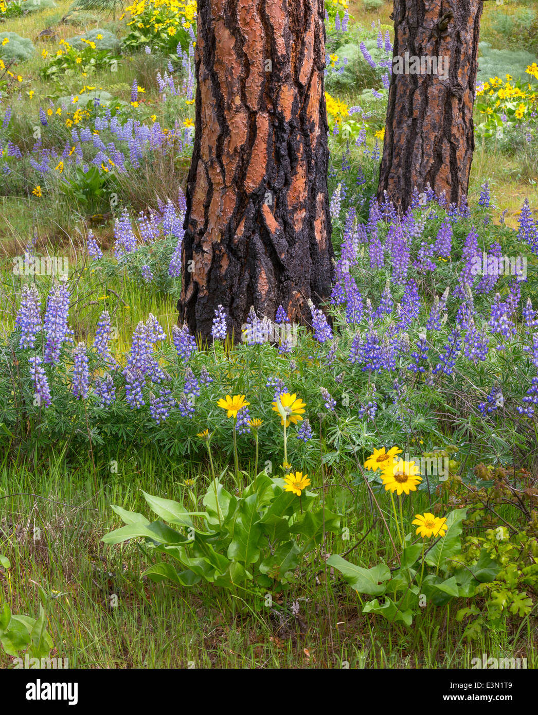 Columbia Gorge National Scenic Area, OR Lupine and balsam root blooming  at the Rowena Crest, Tom McCall Nature Preserve Stock Photo
