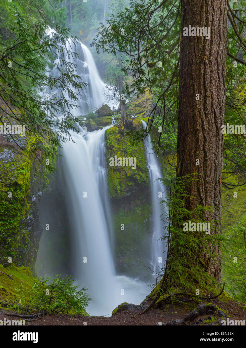 Gifford Pinchot National Forest, Washingon: Falls Creek Falls in the mist of spring flow Stock Photo