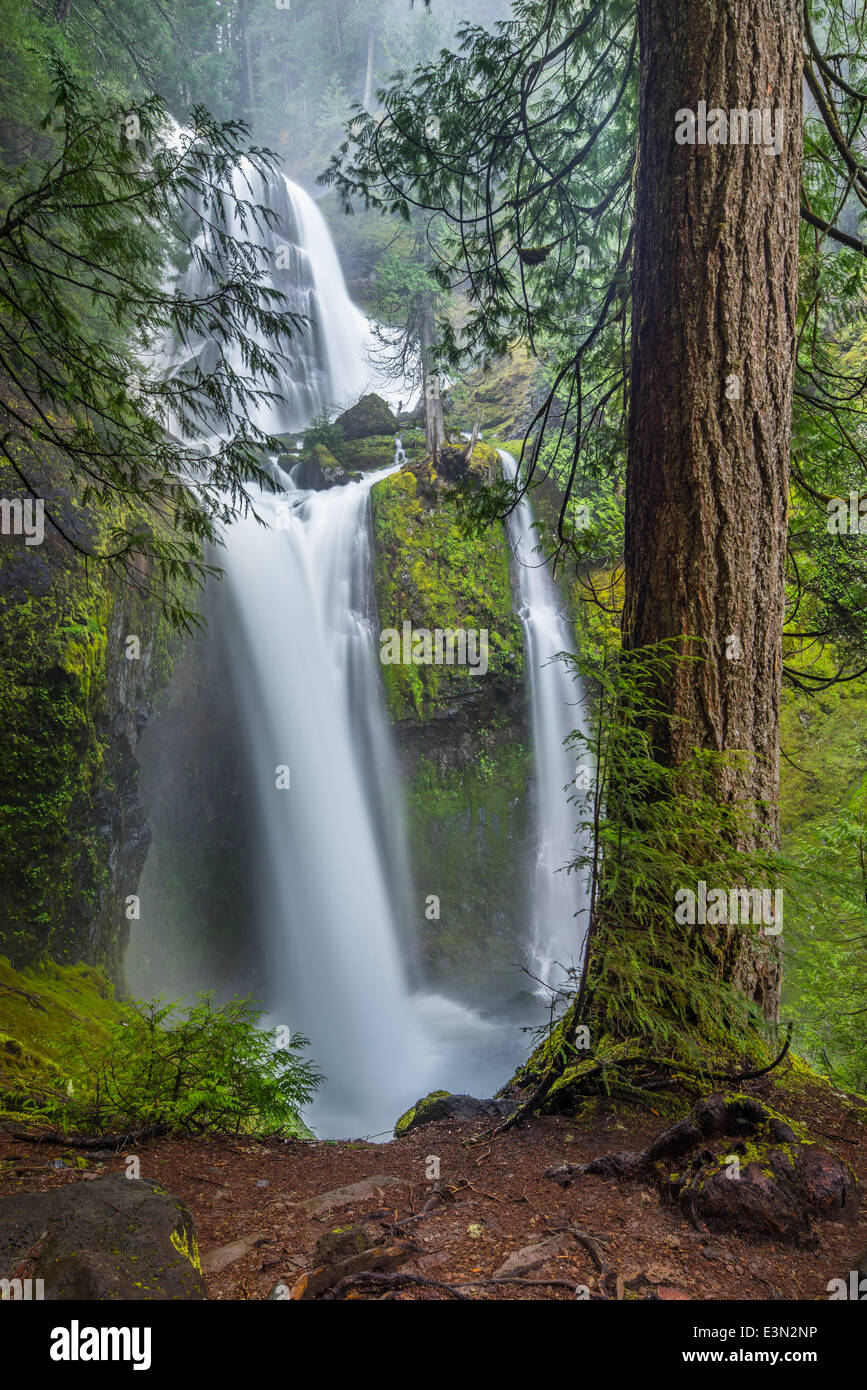 Gifford Pinchot National Forest, Washingon: Falls Creek Falls in the mist of spring flow Stock Photo